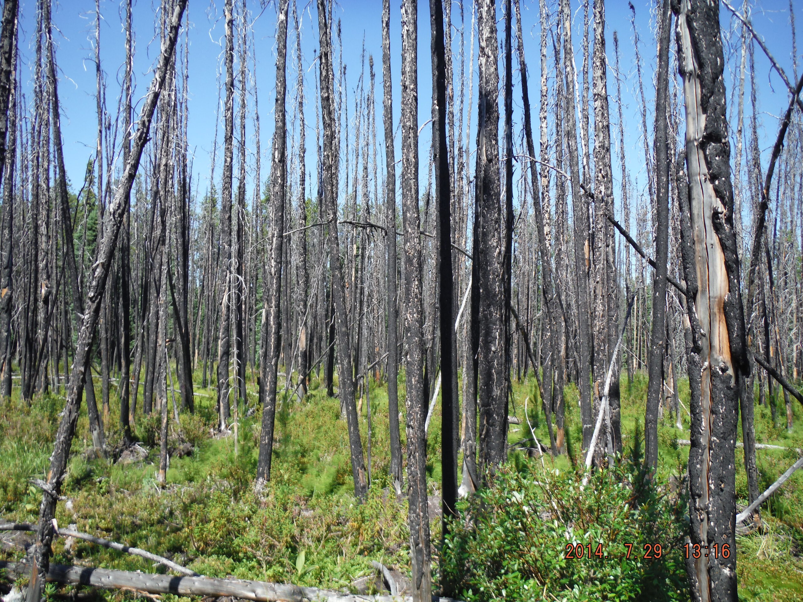 Image of trees that had been burned. Vegetation is beginning to grow back on the forest floor.