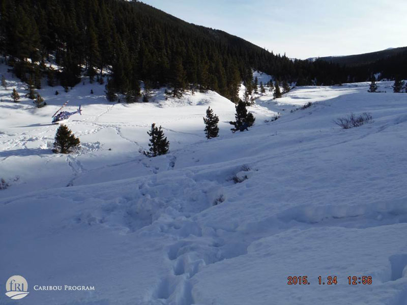 Trails left behind by humans in the snow at the fecal collection site. A helicopter is seen in the background, waiting for its passengers.