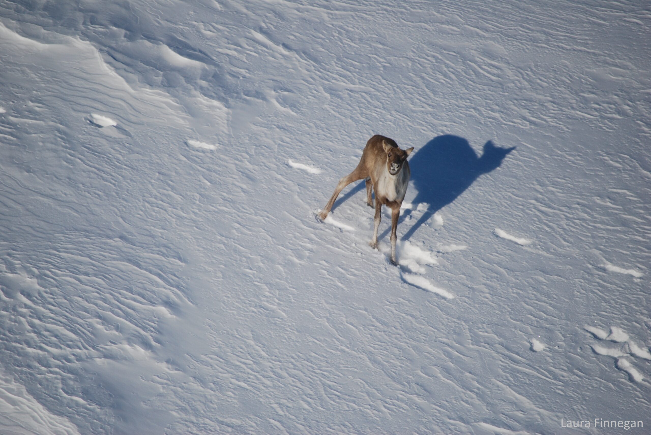 Aerial image of a caribou in the winter taken during surveys.