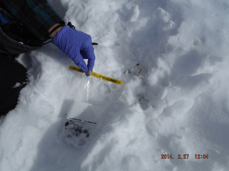 Fecal pellet sample in a bag held above snow.
