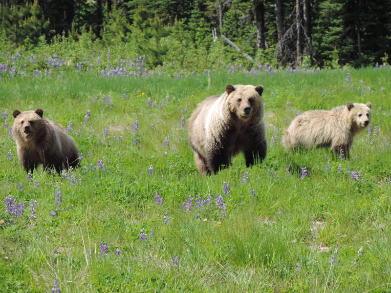 Image of a mother grizzly bear and her two cubs.