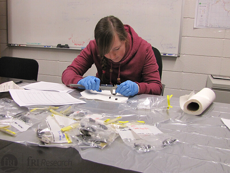 a field tech in gloves holding forceps measures and anazlyzes pellets of caribou scat on a desk