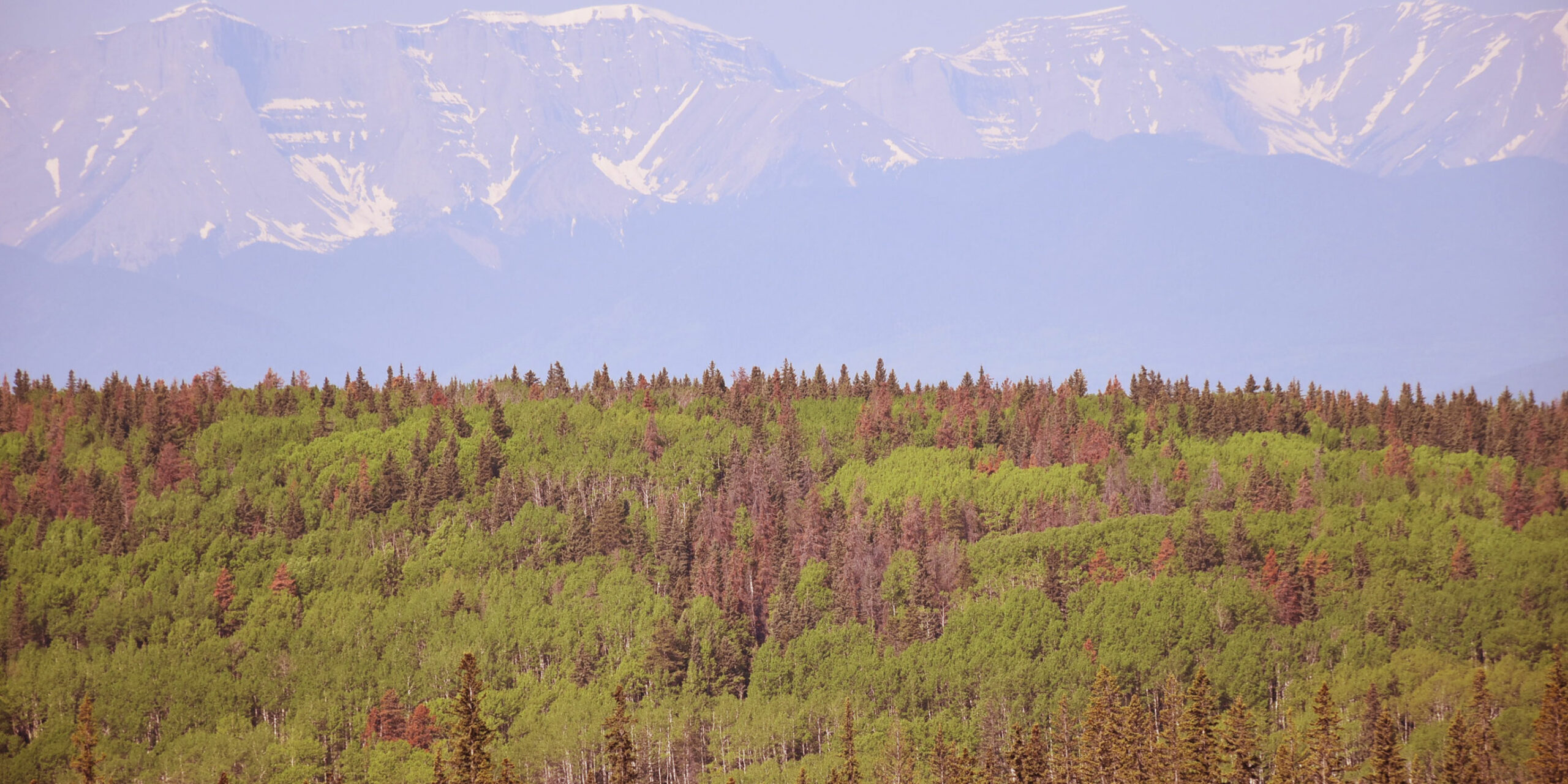 MPB-attacked forest with mountain backdrop