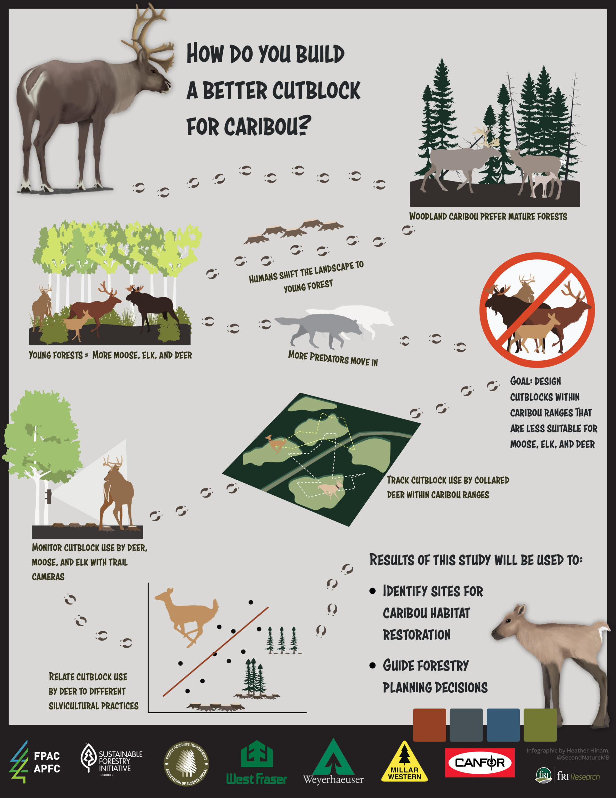 Infographic: How Do You Build a Better Cutblock for Caribou? - fRI Research