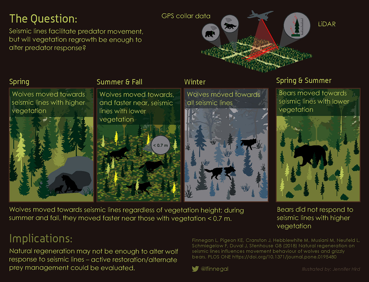 predator movement on seismic lines infographic. download pdf for full text