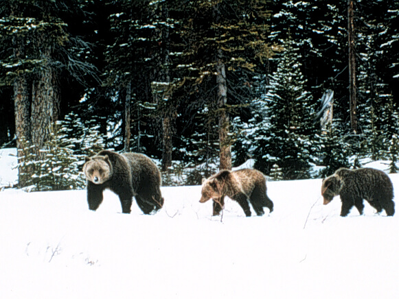 Female grizzly bear with cubs in snow