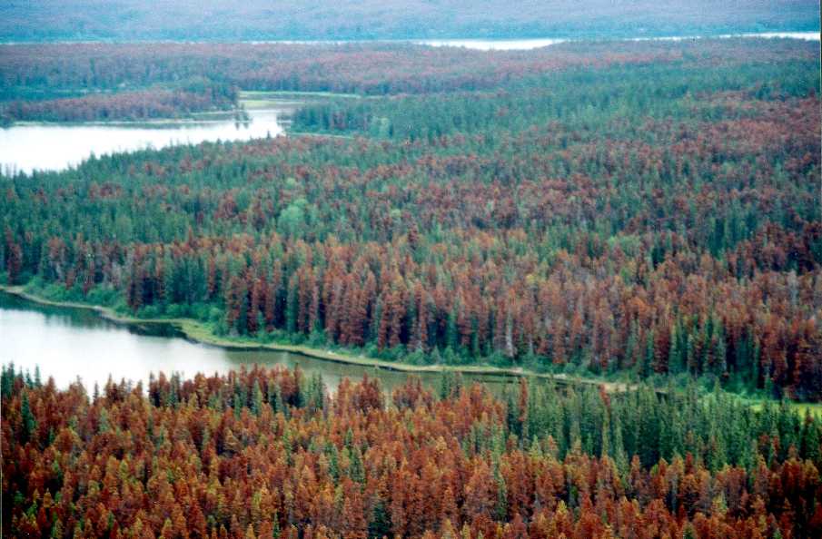 landscape forest and river