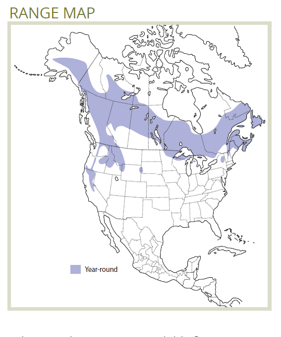Black-backed Woodpecker Forestry Fact Sheet - fRI Research