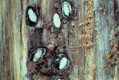 mountain pine beetle larvae in tree