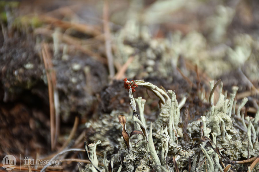 cladonia lichen