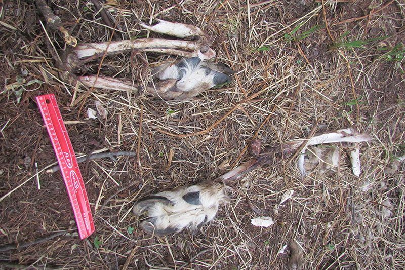 caribou bones with a ruler for scale