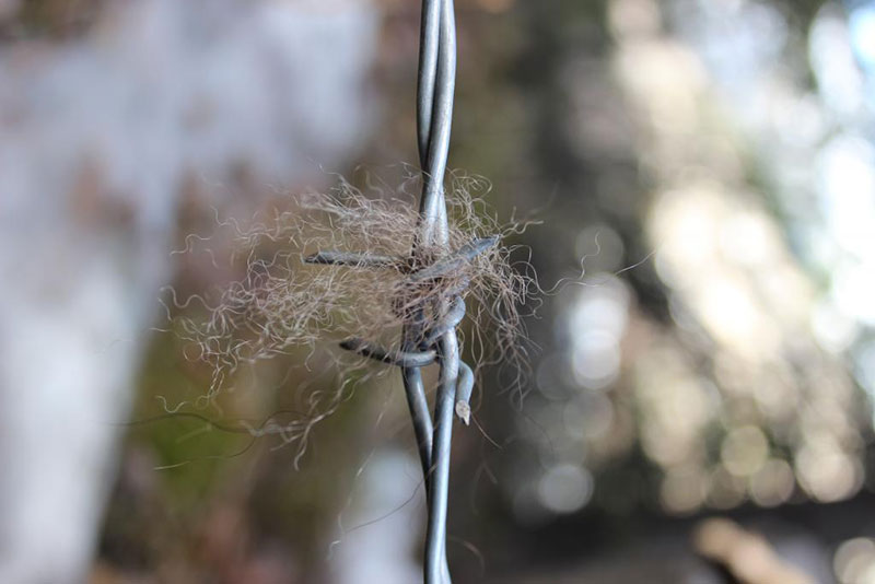 tuft of hair on a barbed wire snag