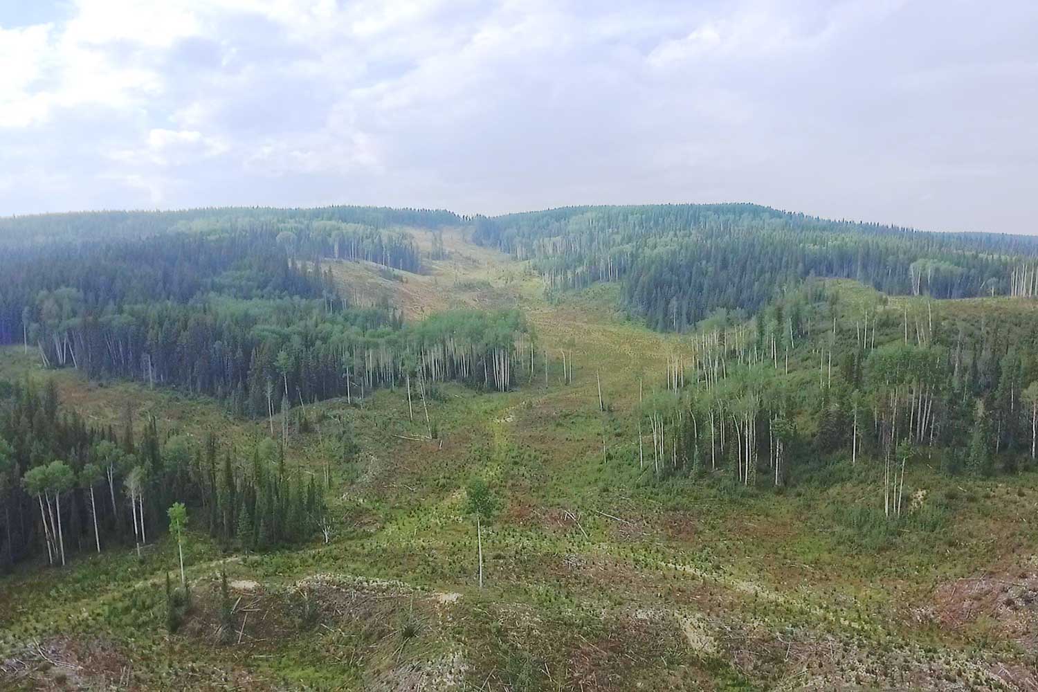 aerial image of a harvest block with residuals