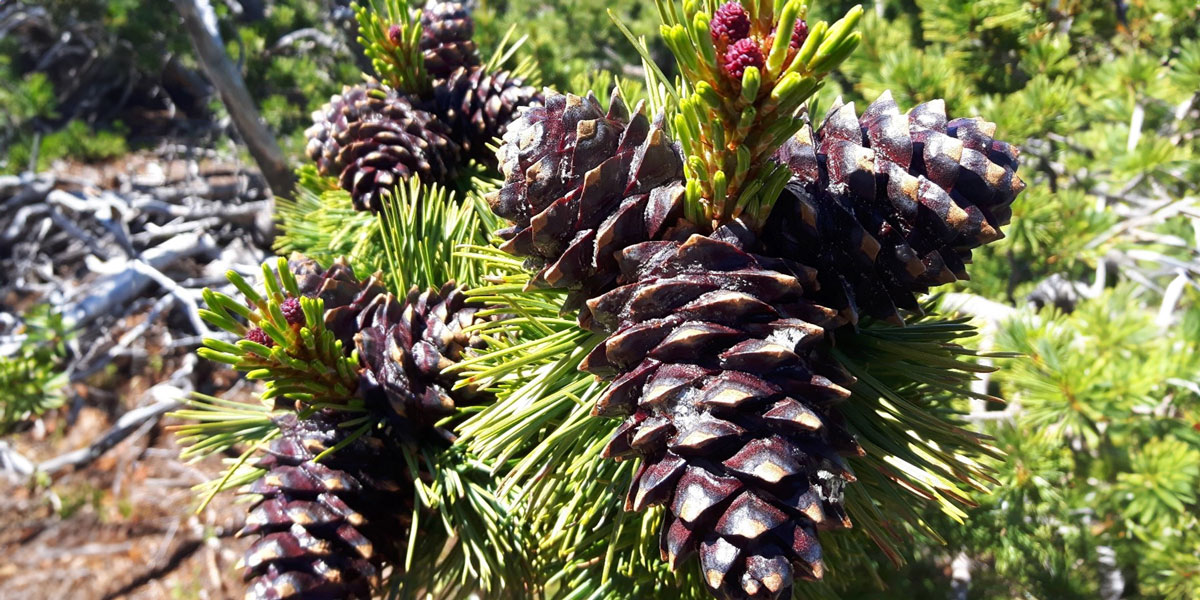 whtiebark pine cones. photo credit jodie krakowski