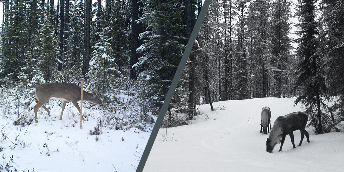 left deer browsing in conifer forest in winter. right the same but caribou