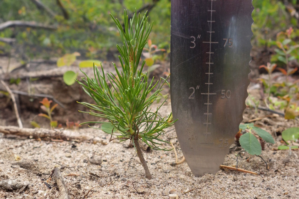 pine seedling with soil knife. photo credit justine karst
