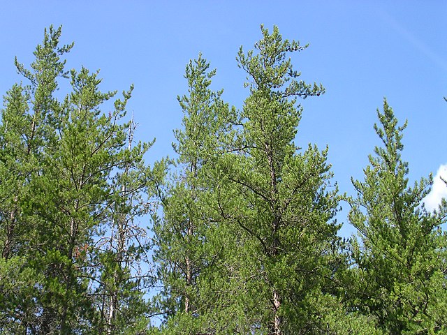 Jack Pine. Photo credit: superior national forest