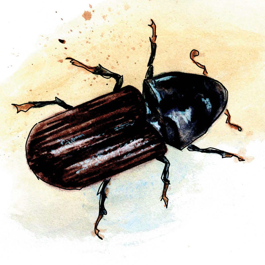 Illustration of an adult mountain pine beetle