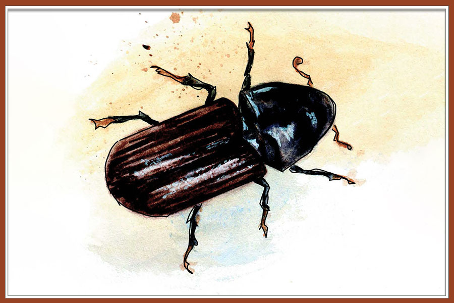 watercolour illustration of a mountain pine beetle