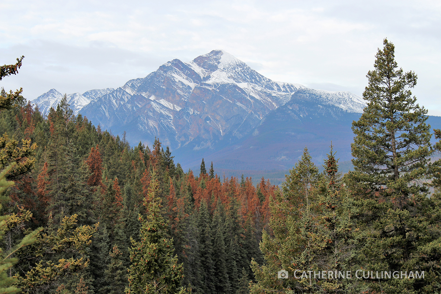 mountain with green and red attack pine trees in foreground photo credit: catherine cullingham