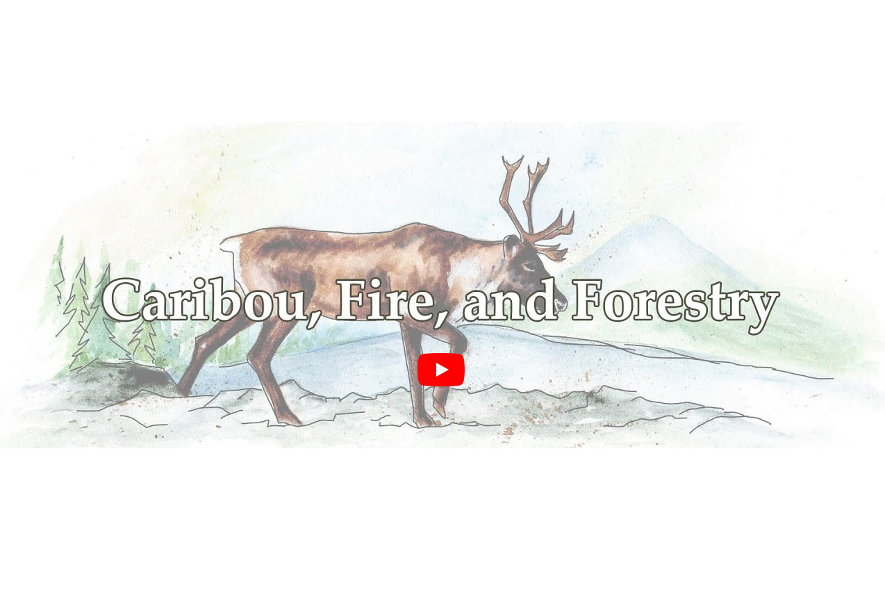 Caribou, Fire, and Forestry | Webinar