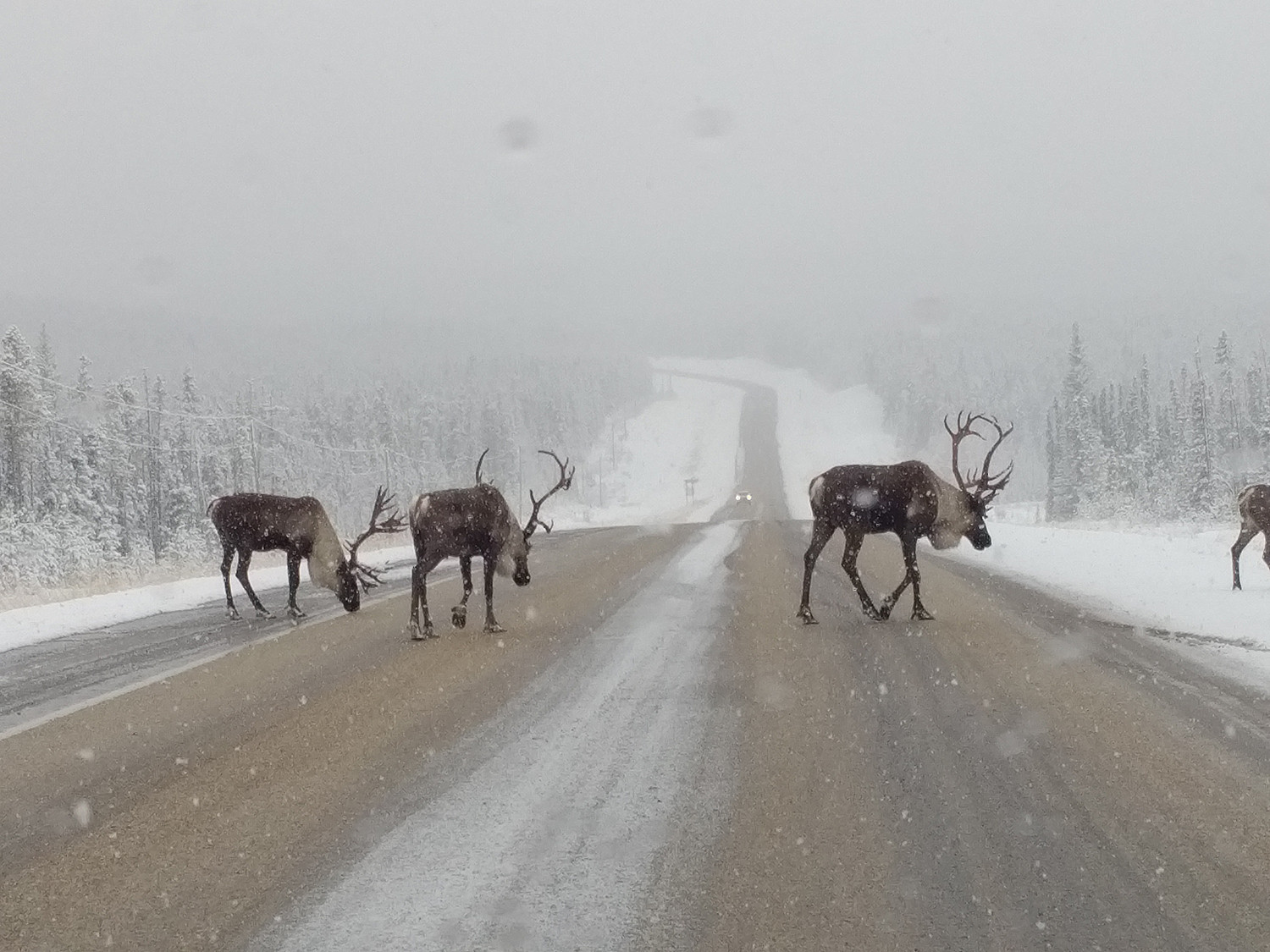 caribou crossing the highway in a snowstorm
