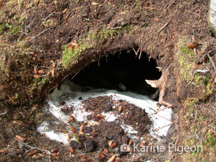 a bear den in spring. photo by dr. karine pigeon