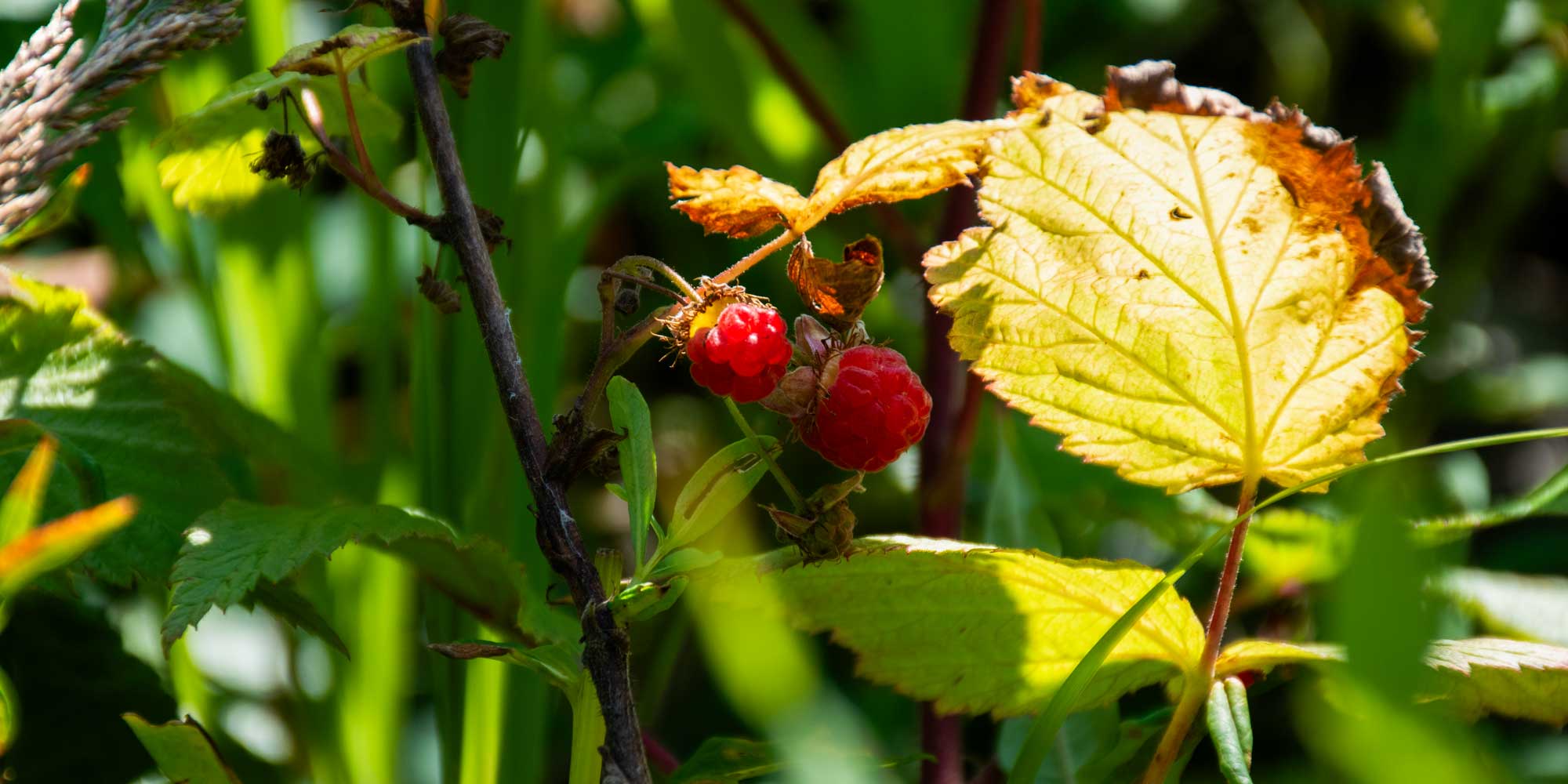a wild raspberry