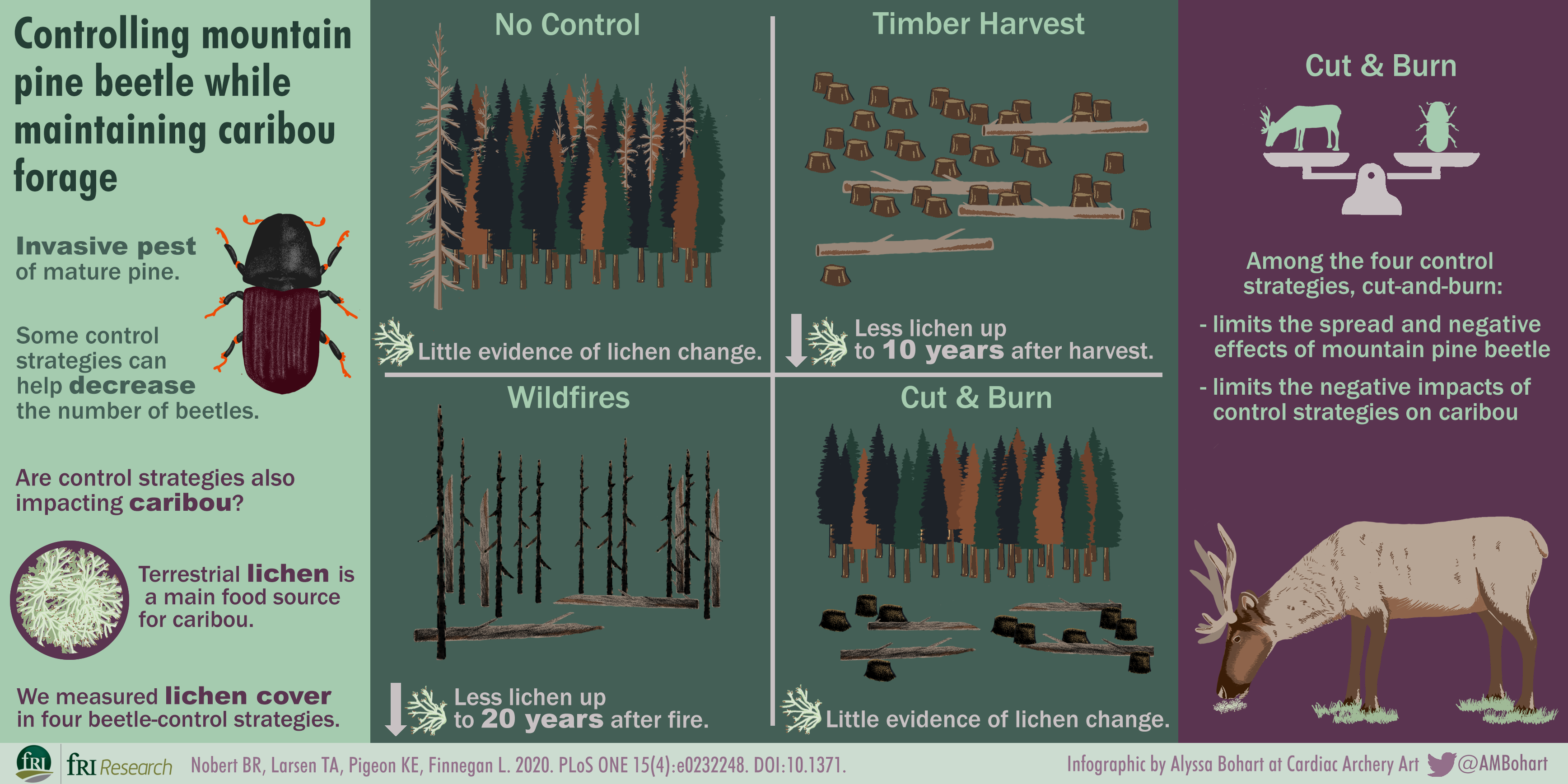 infographic: controlling mountain pine beetle while maintaining caribou forage. download pdf for full text
