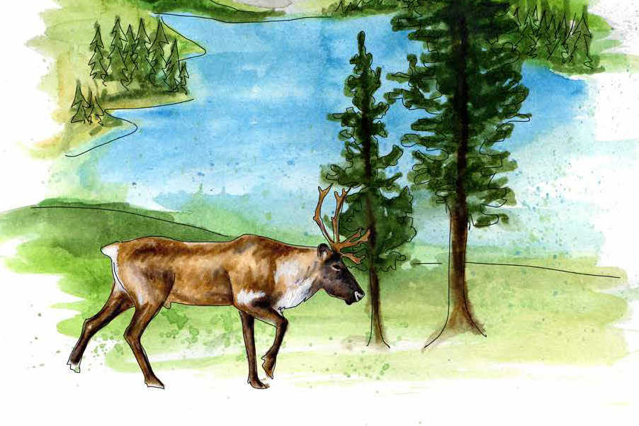 watercolour of a caribou walking past a lake. there are trees and mountains