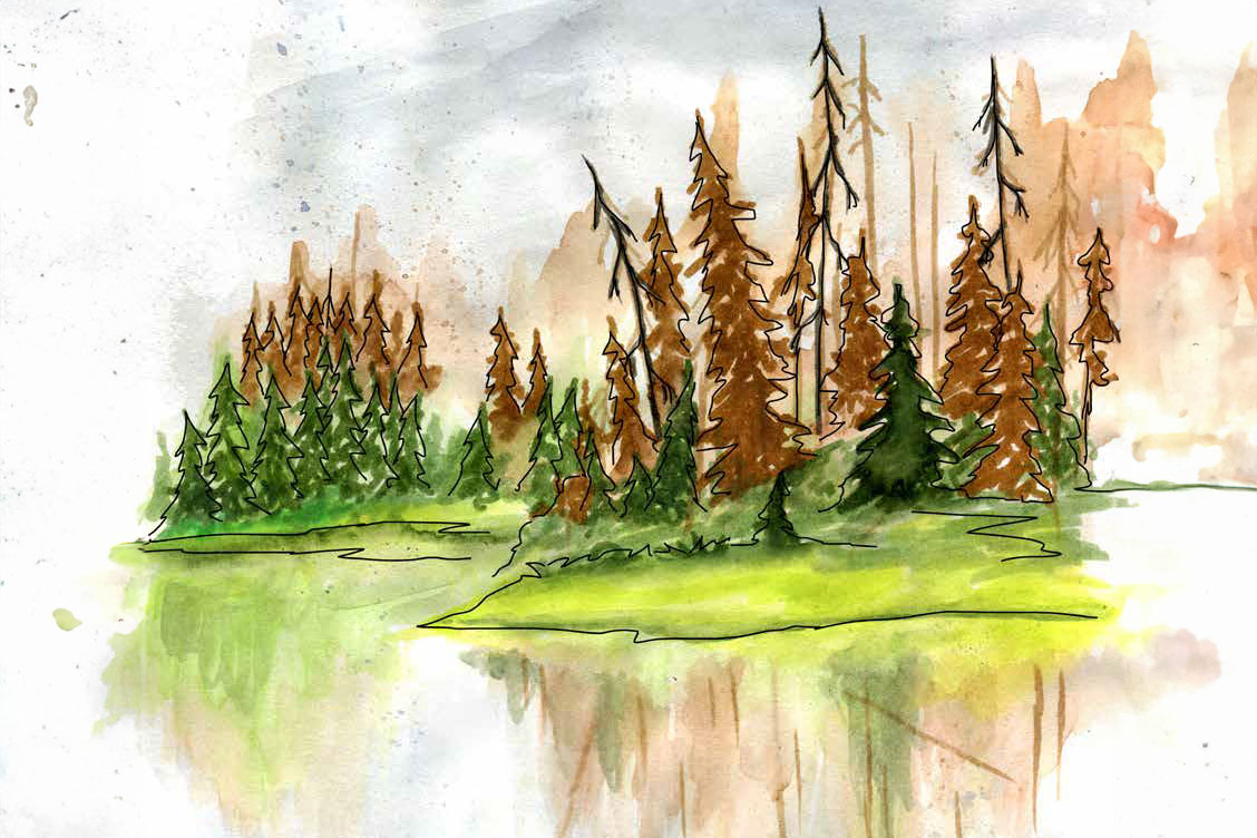 watercolour of red attack stand of pine trees