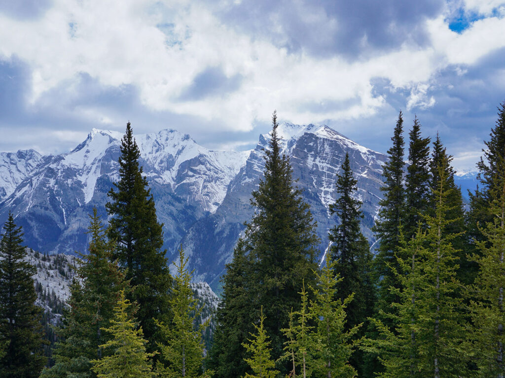 photo near canmore. conifers in foreground, mountains in background