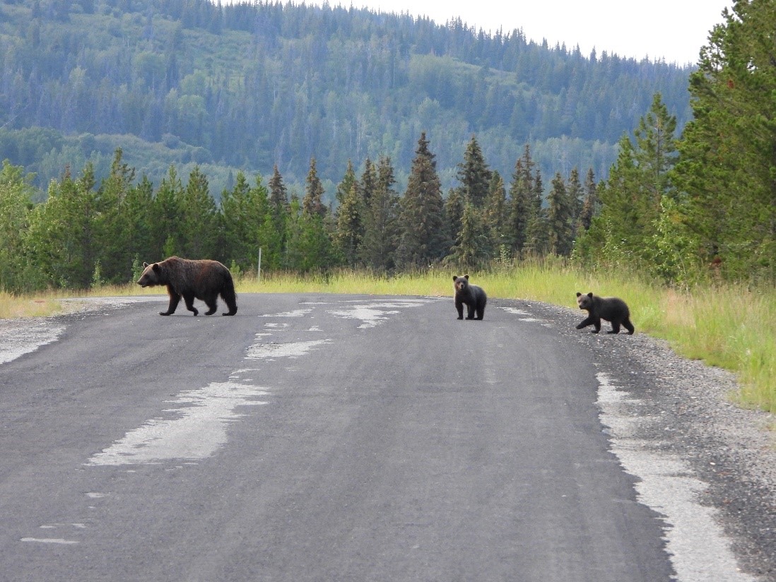 Black Bear Summer/Fall Habitat: Habitat Suitability Index Model - FRI ...