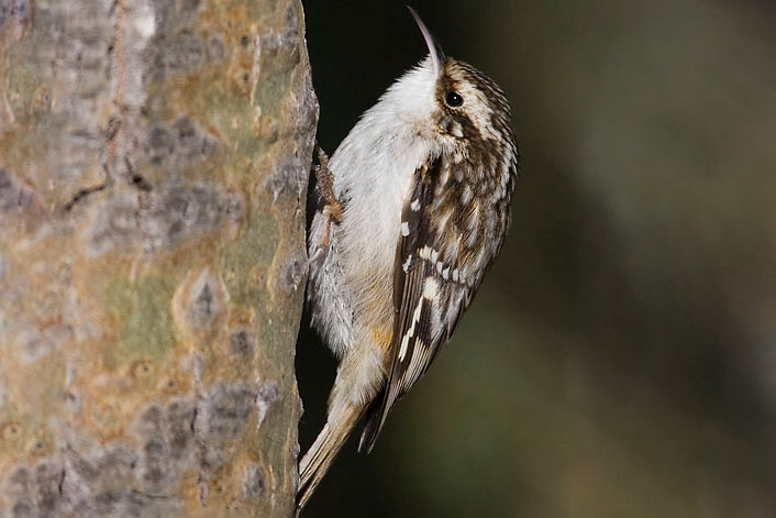 brown creeper