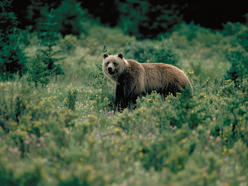grizzly bear among bushes