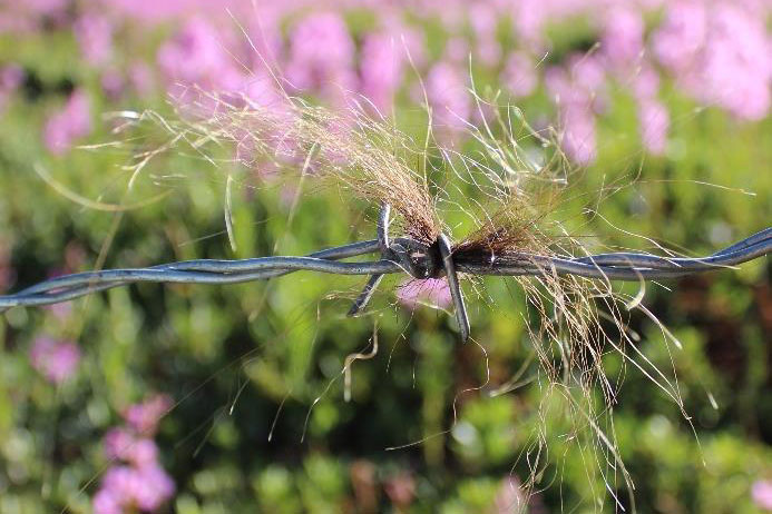 tuft of hair on barbed wire