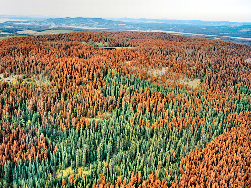 aerial photo of a forest with many red-attack trees