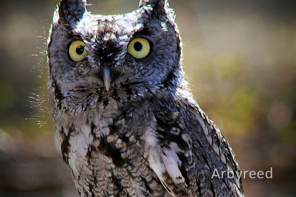 Western Screech Owl. photocredit: arbyreed