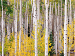 deciduous trees in fall