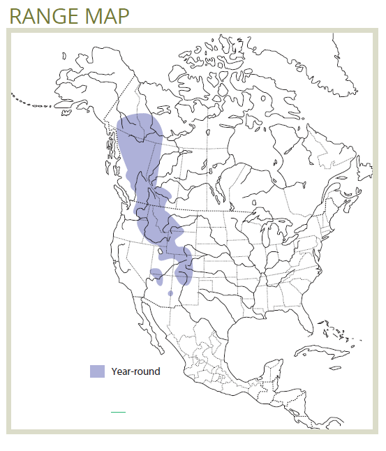 range map of dusky grouse
