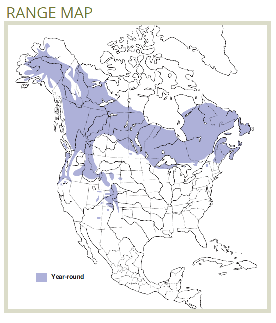 range map of gray jay