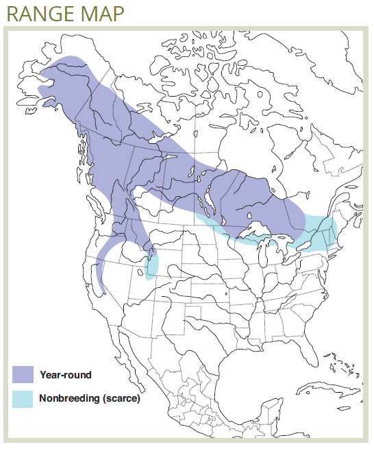 range map of great gray owl