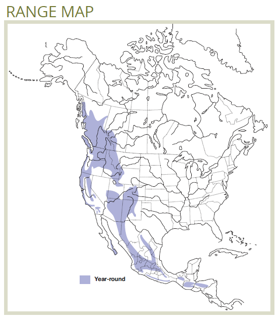 range map of northern pygmy-owl