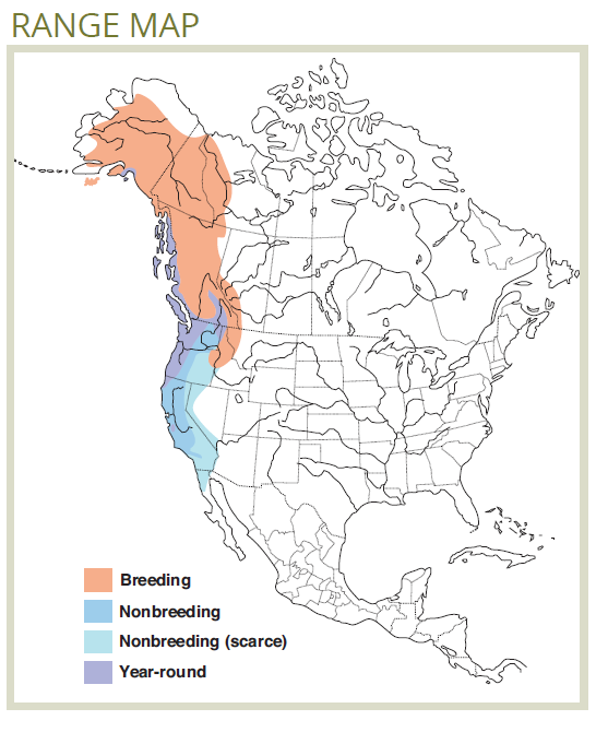 range map of varied trush