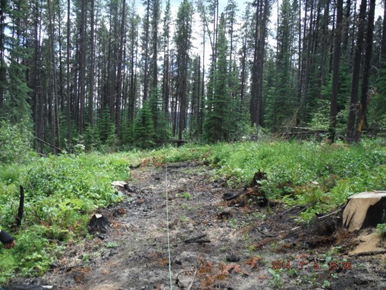 forest photo in which single tree cut and burn has been practiced. stump in foreground, red needles on the ground, the rest of the forest is standing