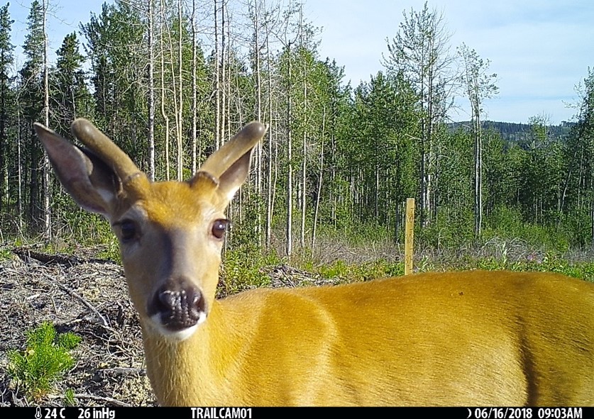 deer standing in a cutblock caught on a wildlife camera