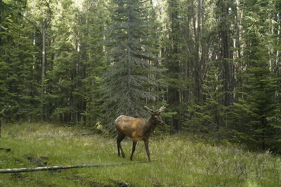 elk walking down a grassy linear feature in a coniferous forest