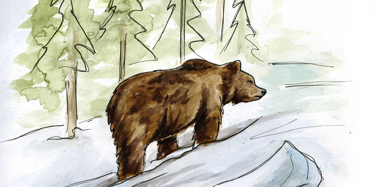 illustration of a grizzly bear in a snowy forest