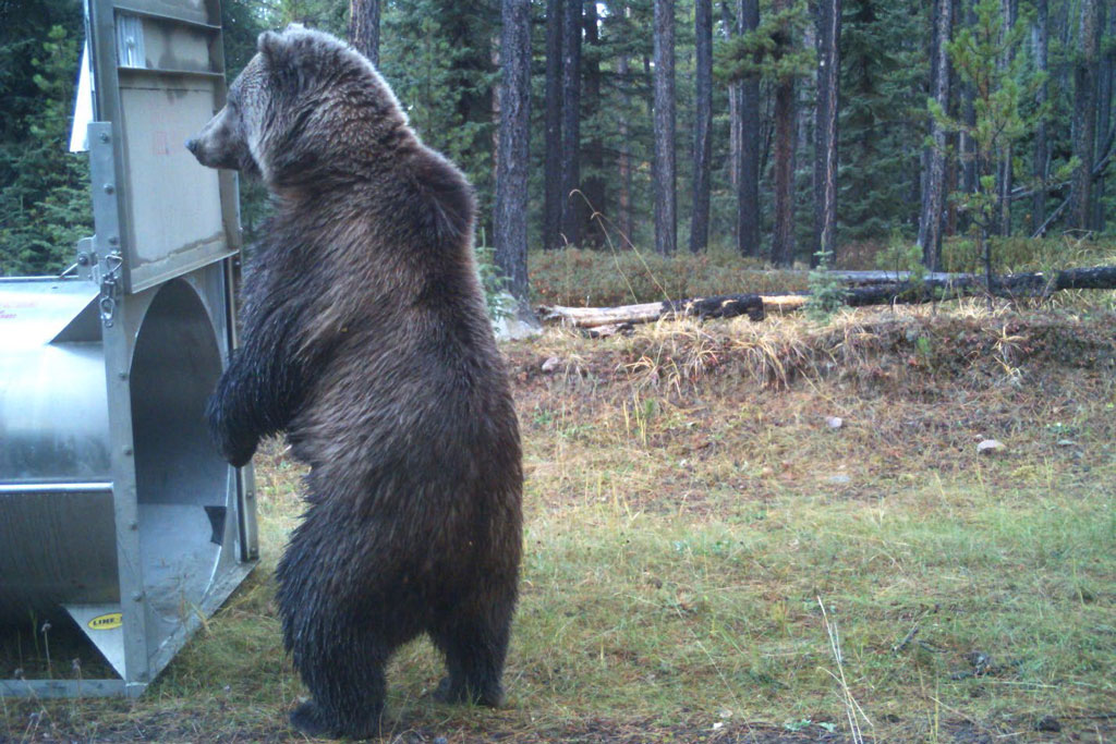 grizzly bear standing on hind legs near an open culvert trap