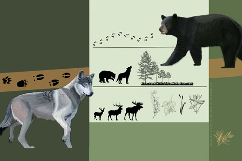 Which Linear Feature Characteristics Relate to Wildlife Use?